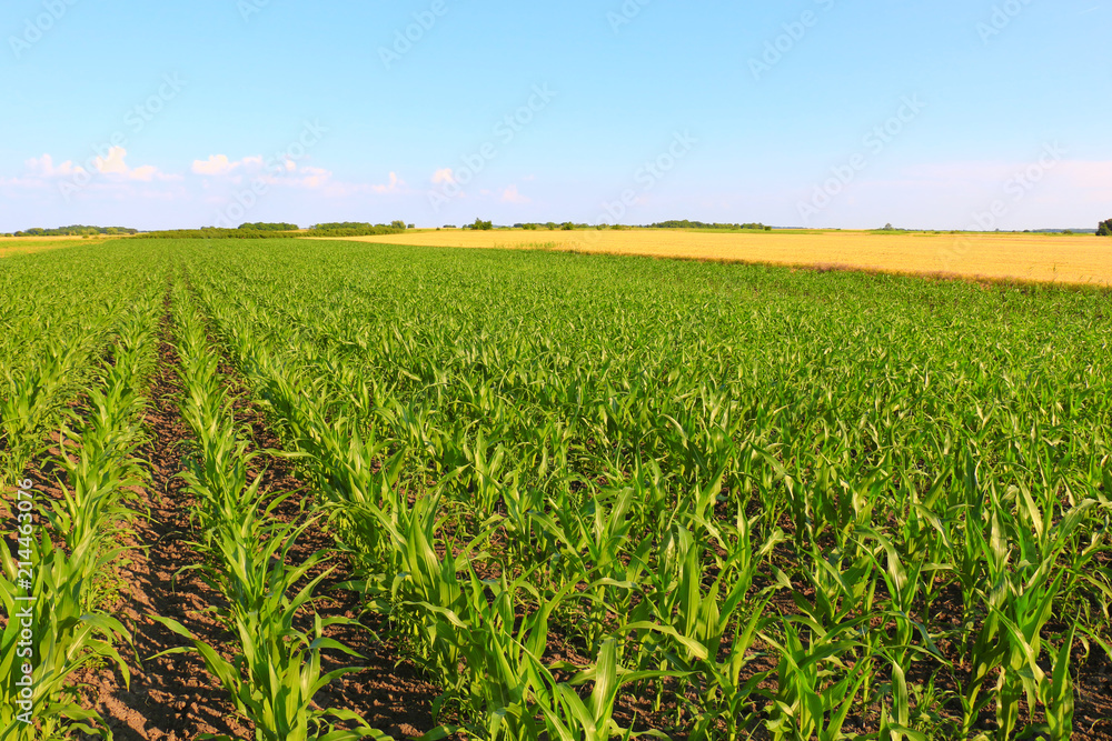 Cornfield on Bright Summer Day Cornfield on Bright Summer Day