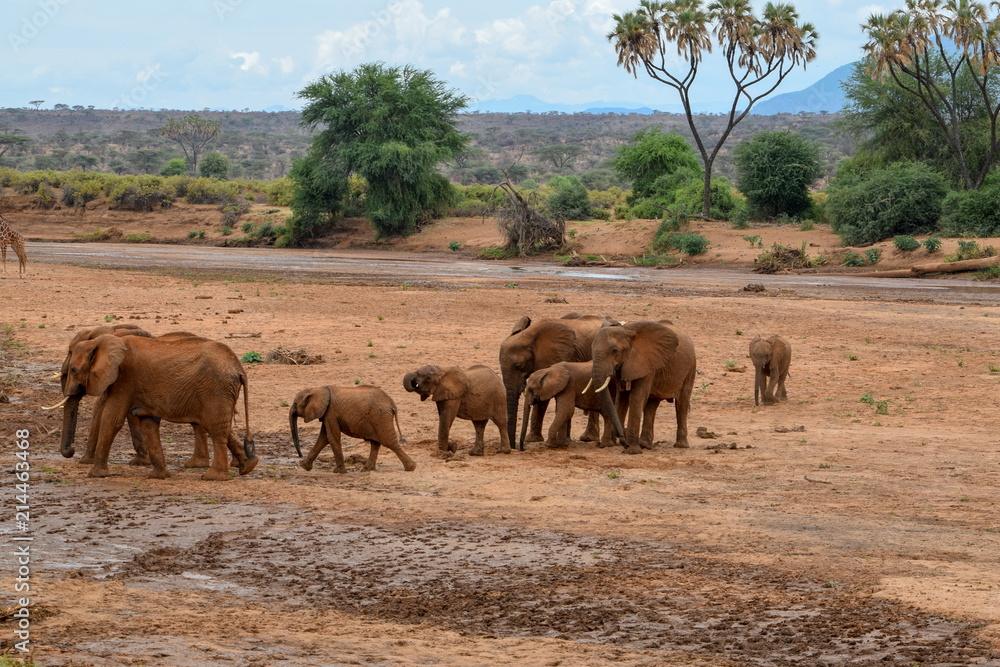 Elephants in the Ewaso Nyiro River, Samburu National Reserve, Kenya Elephants in the Ewaso Nyiro River, Samburu National Reserve, Kenya