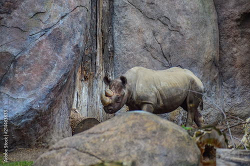 Nashorn an Felswand