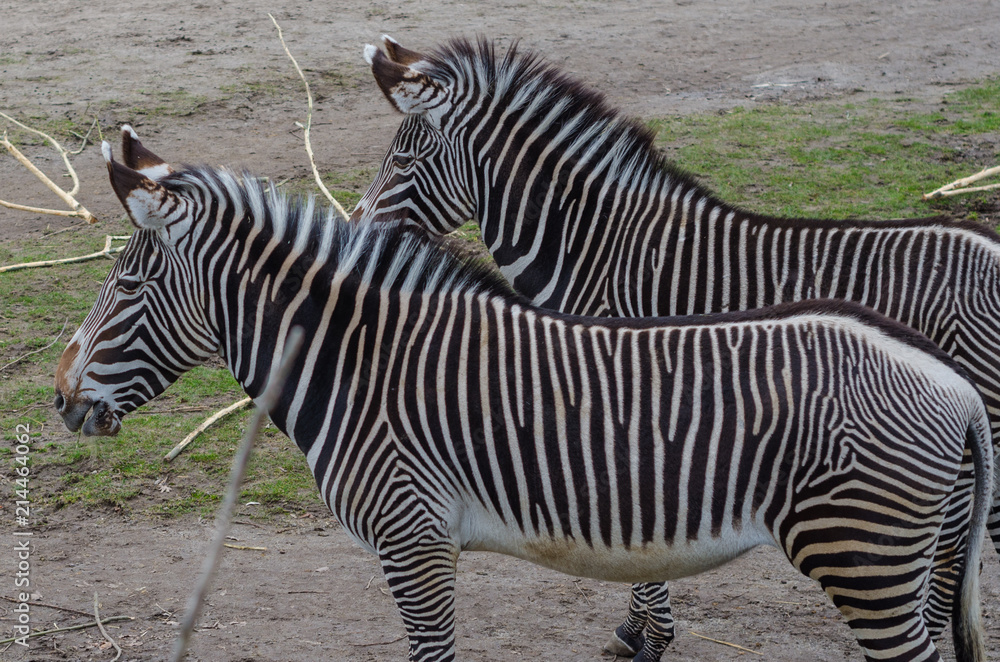 Zebras zu zweit