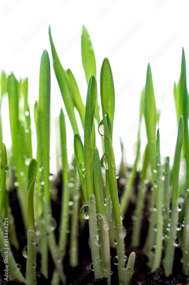 Fototapeta premium Green grass with water drops isolated on white background