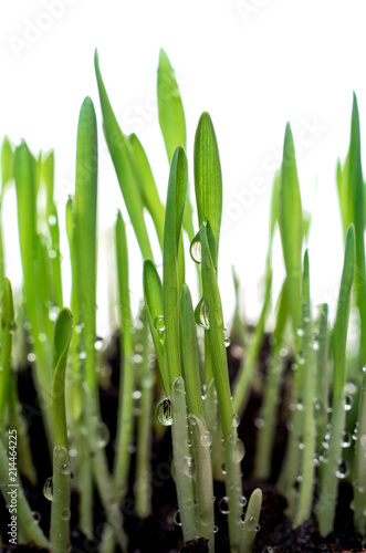 Green grass with water drops isolated on white background