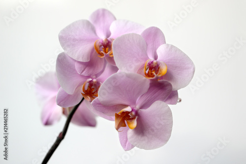 Fototapeta Naklejka Na Ścianę i Meble -  Pink-yellow orchid (orchidaceae) flower on the white background