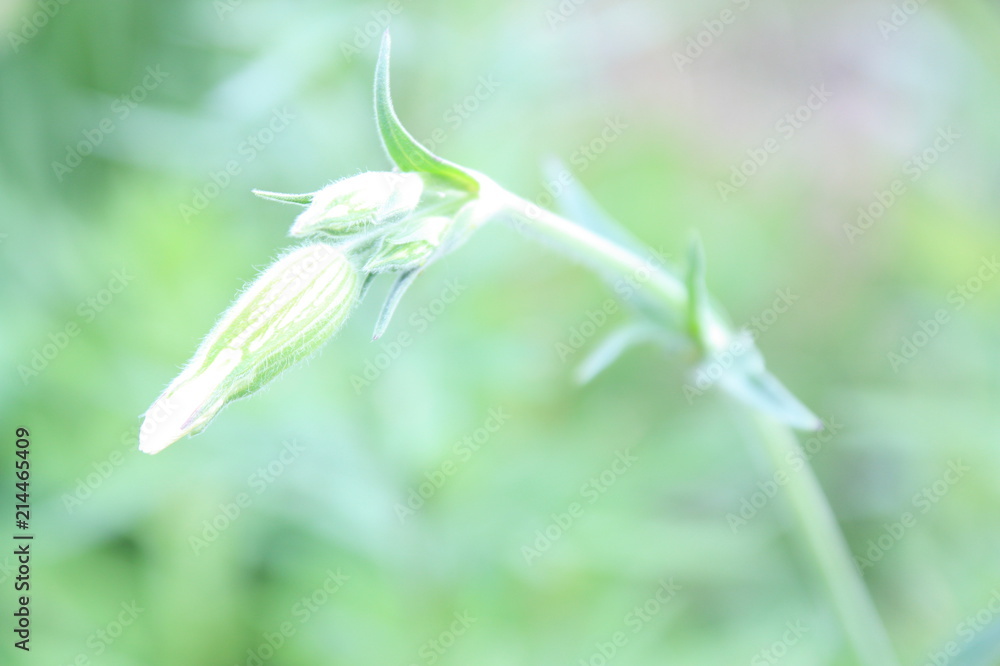 花のつぼみ