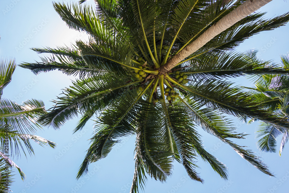 Blick von unten zu den Palmen