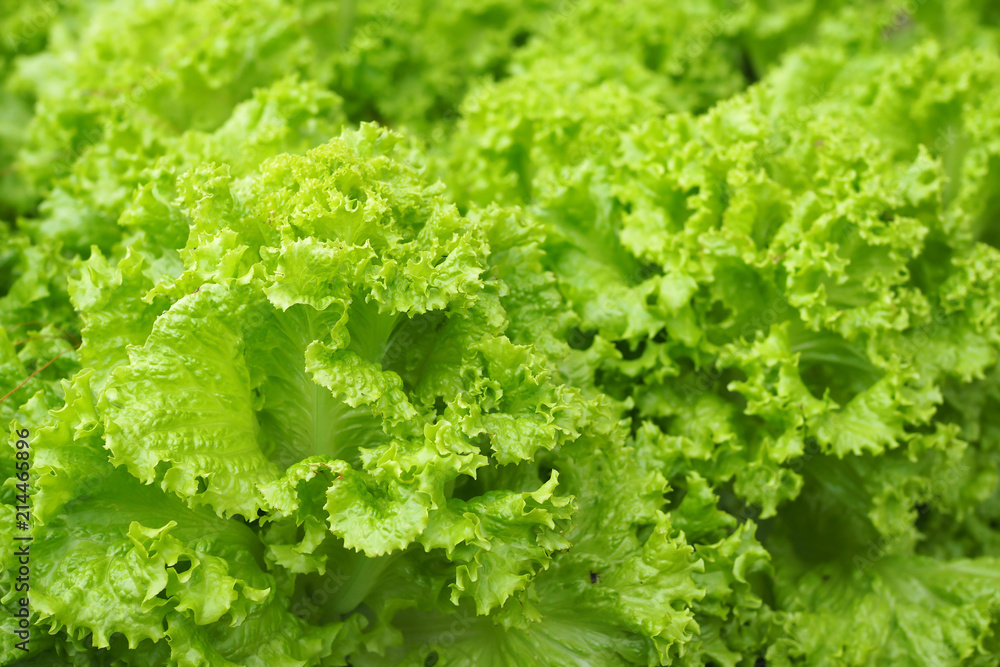 Background of fresh green salad in garden Background of fresh green salad in garden