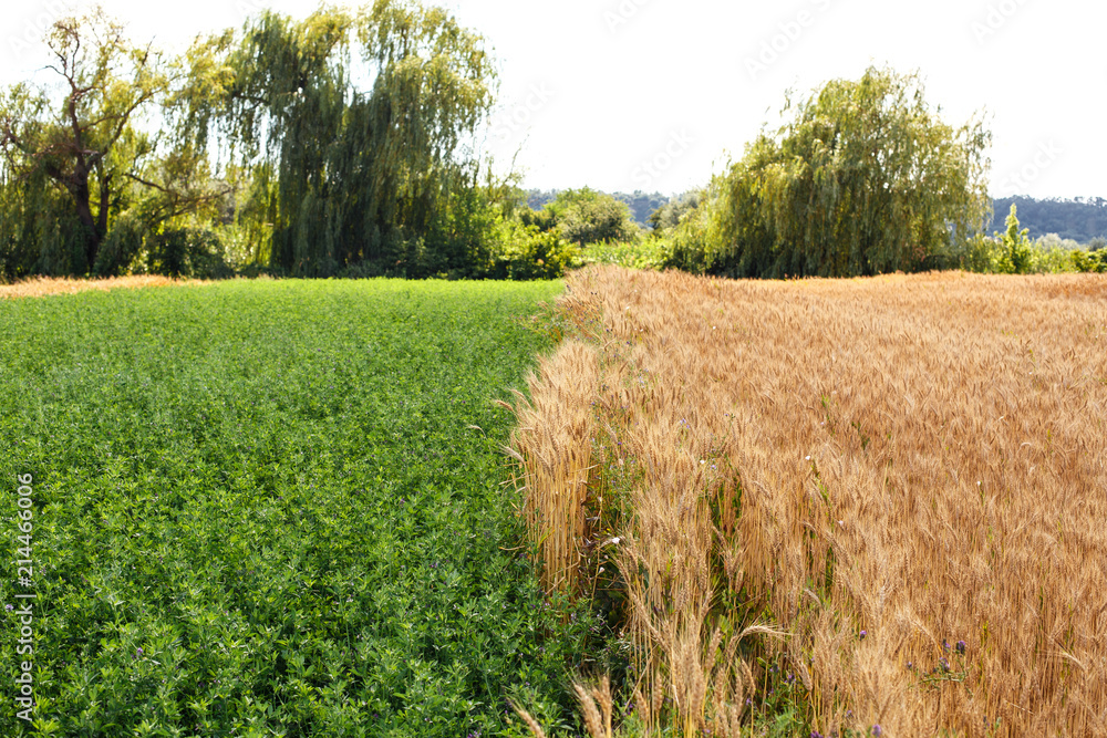 Fototapeta premium field of wheat