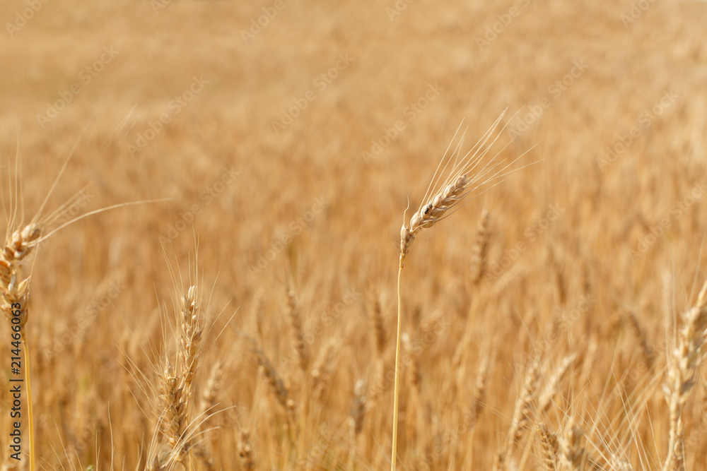 Fototapeta premium field of wheat