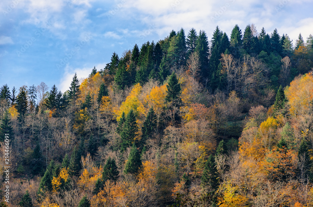Mountain top, trees with yellow leaves, green firs. Autumn sunny day. Change of seasons, course of life. Natural background. Mountain top, trees with yellow leaves, green firs. Autumn sunny day. Change of seasons, course of life. Natural background.