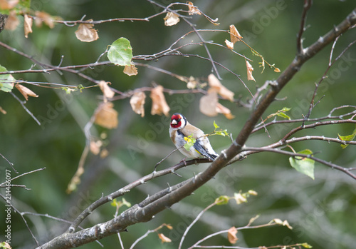 Goldfinch at its northern habitat border, in the summer , Stockholm, Sweden © Hans Baath