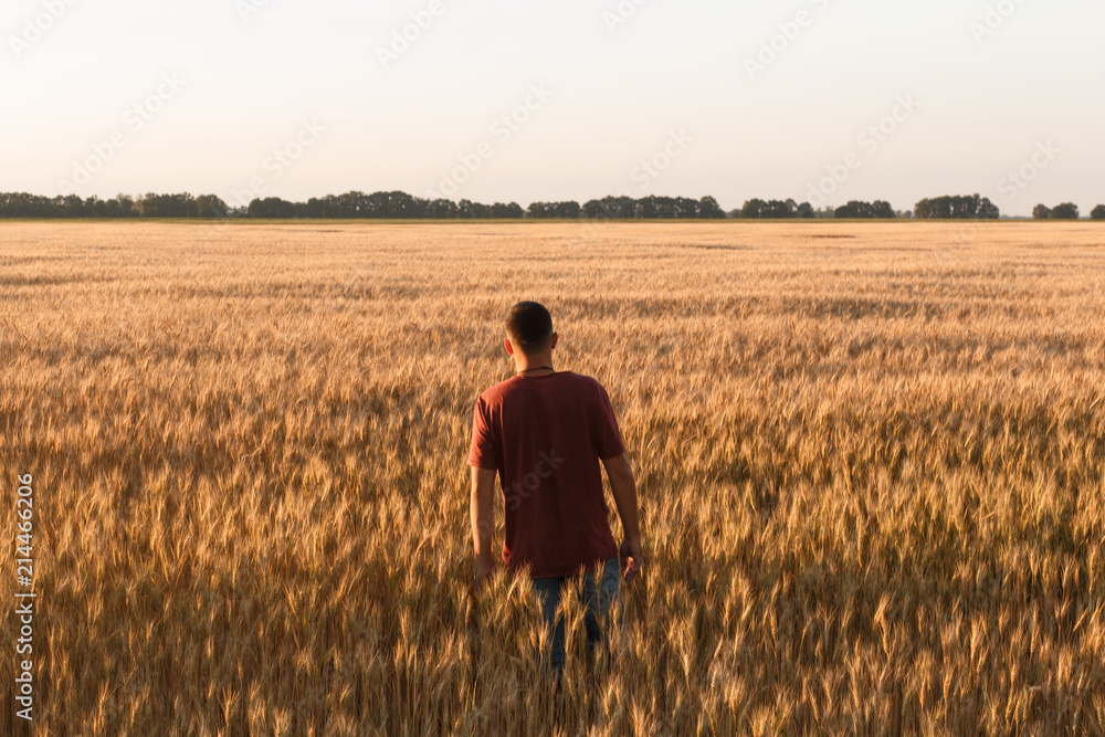 man watch sunset in field of wheat man watch sunset in field of wheat