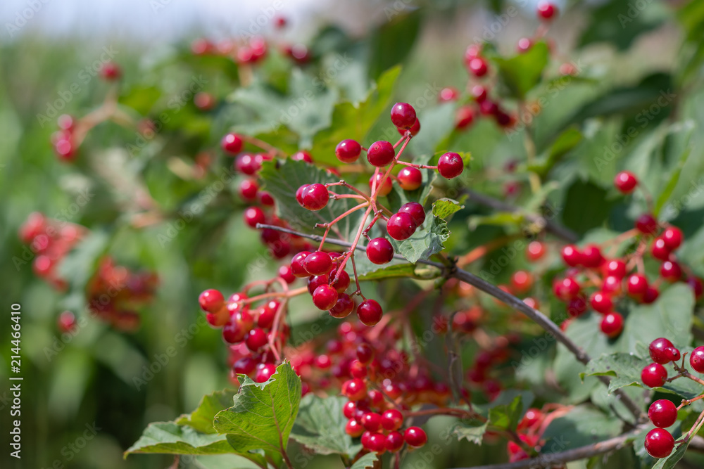 Strauch mit roten Beeren Strauch mit roten Beeren