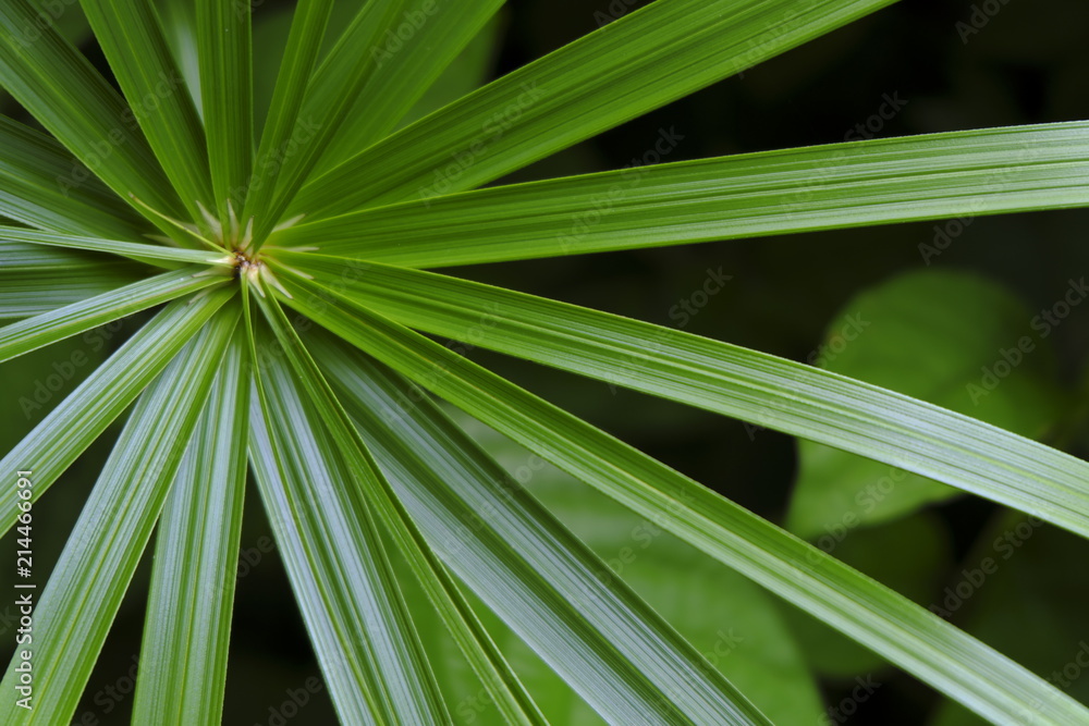 Green leaves see the pattern.
Green leaves see the pattern.