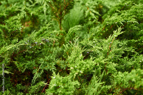 Green juniper in the garden at close range