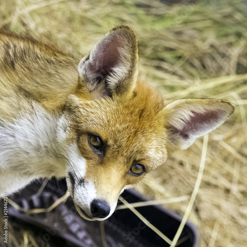 European red fox (Vulpes vulpes crucigera) spotted in my garden - London, United Kingdom photo