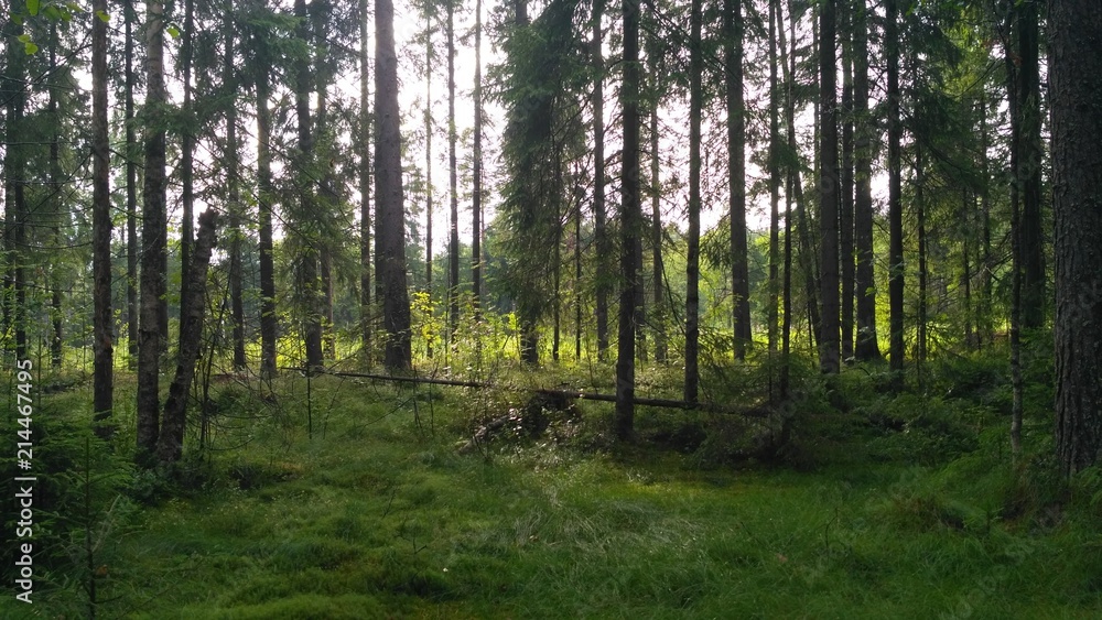 russian forest, trees, plant and grass in saint-petersburg russian forest, trees, plant and grass in saint-petersburg