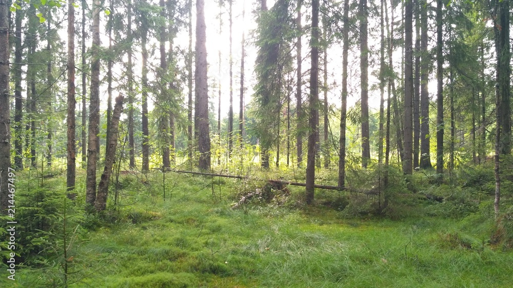 Obraz premium russian forest, trees, plant and grass in saint-petersburg
