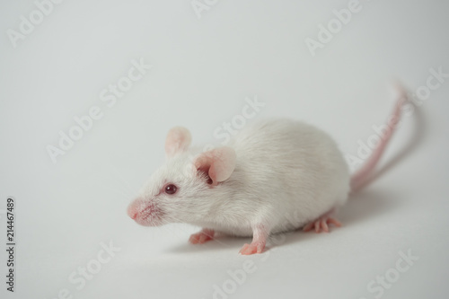 white laboratory mouse on a white background.