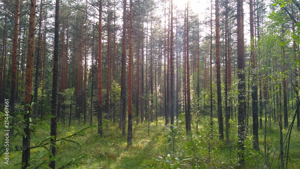 russian forest, trees, plant and grass in saint-petersburg