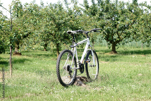 Fahrrad im Kirschhain / Ein Fahrrad steht am Rand eines Kirschhains beziehungsweise eine Kirschbaumplantage mit beschnittenen Kirschbäumen.