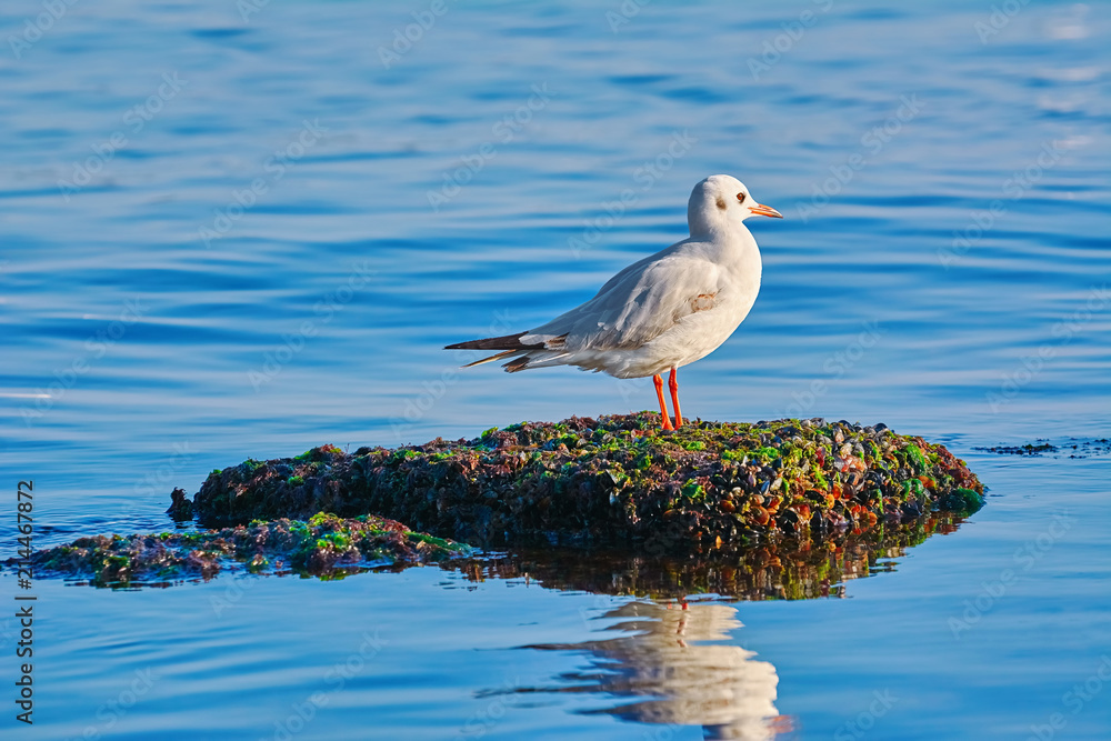 Seagul on the Stone
