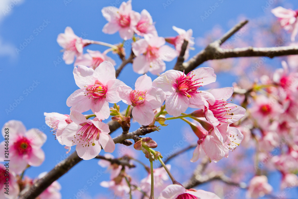 Obraz premium flower