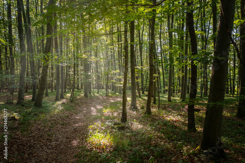 A beautiful forest with sun rays