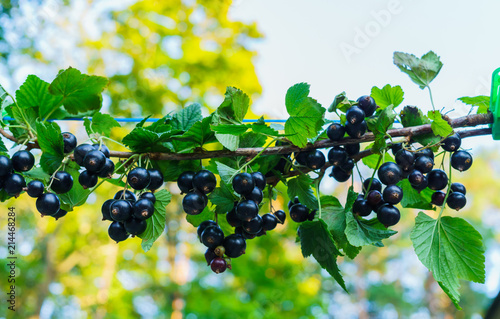 Beautiful, delicious blackcurrant berries on a branch