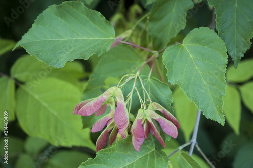 Branch of maple (Acer Davidii) with green leaves and red winged seeds