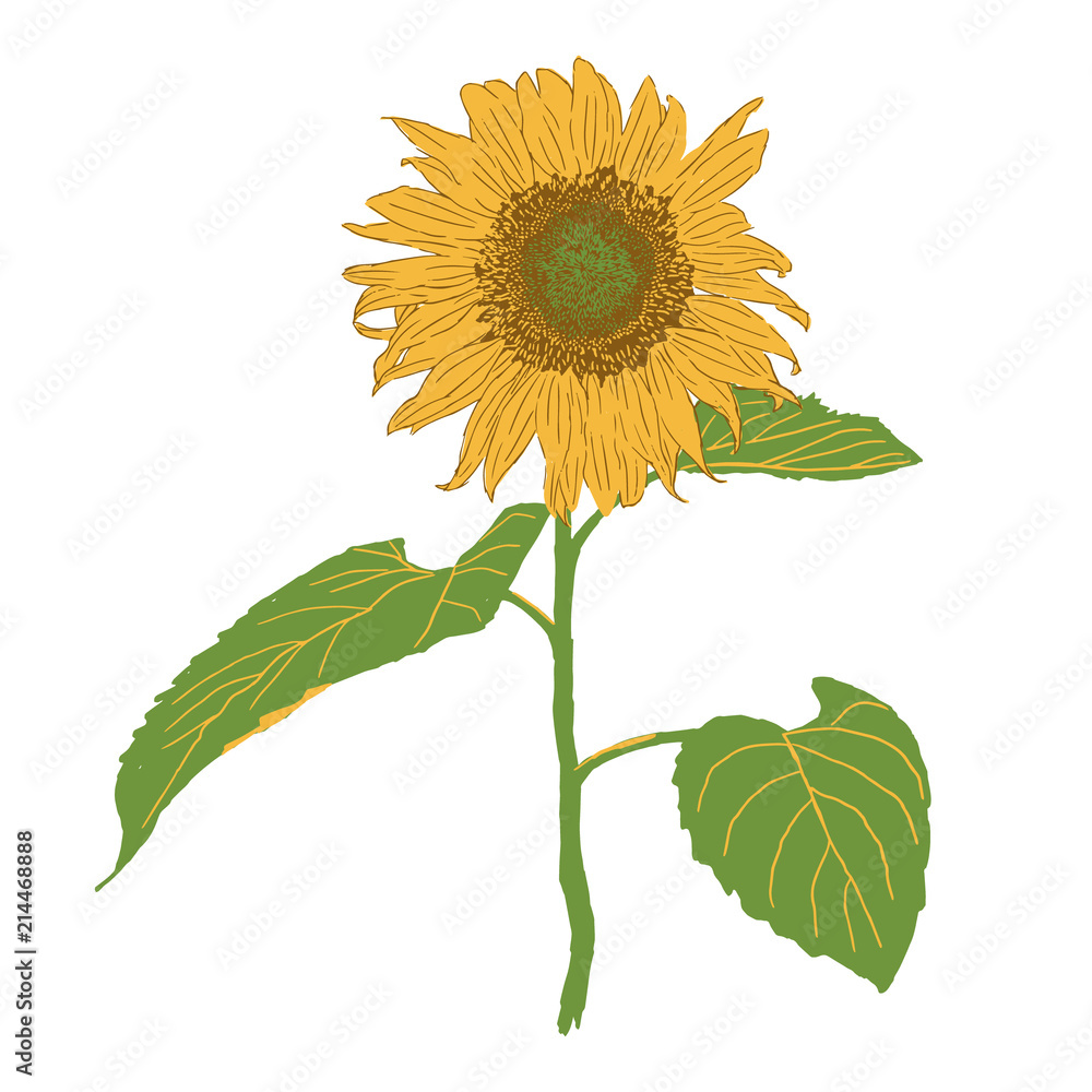 Obraz premium isolated blooming sunflower vector illustration