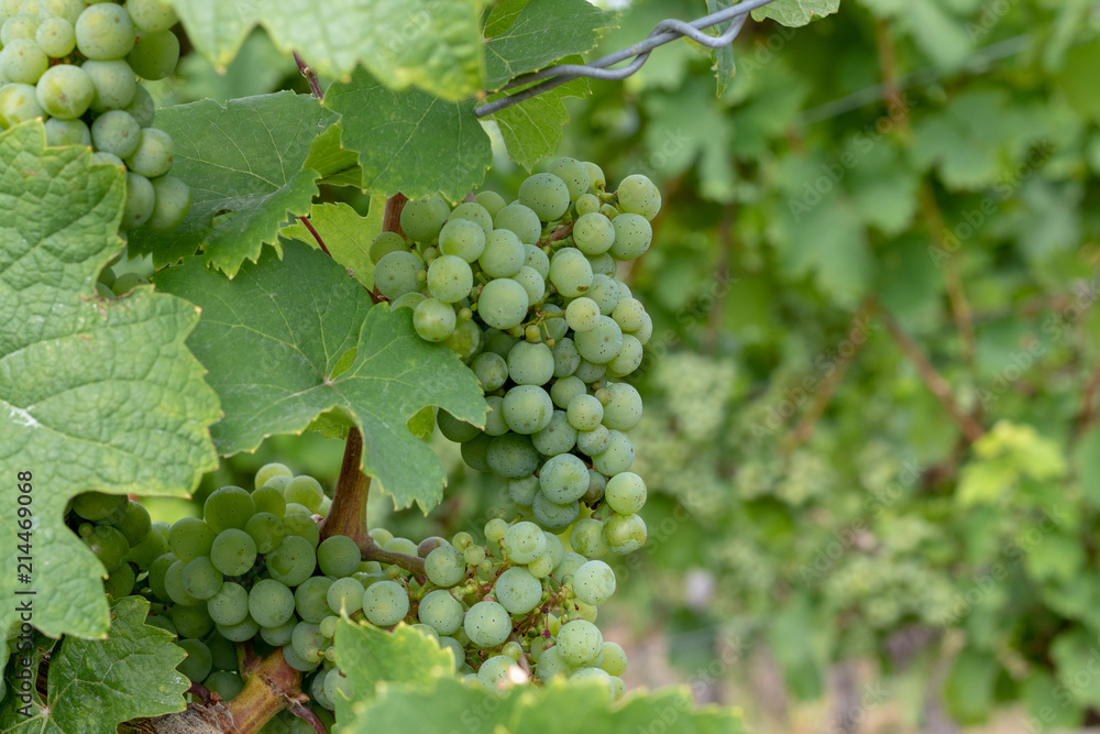 Grüne Trauben an einer Weinrebe in einem Weinberg im Sommer Grüne Trauben an einer Weinrebe in einem Weinberg im Sommer
