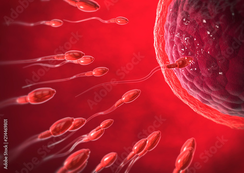3d illustration of red transparent sperm cells swimming towards egg cell photo