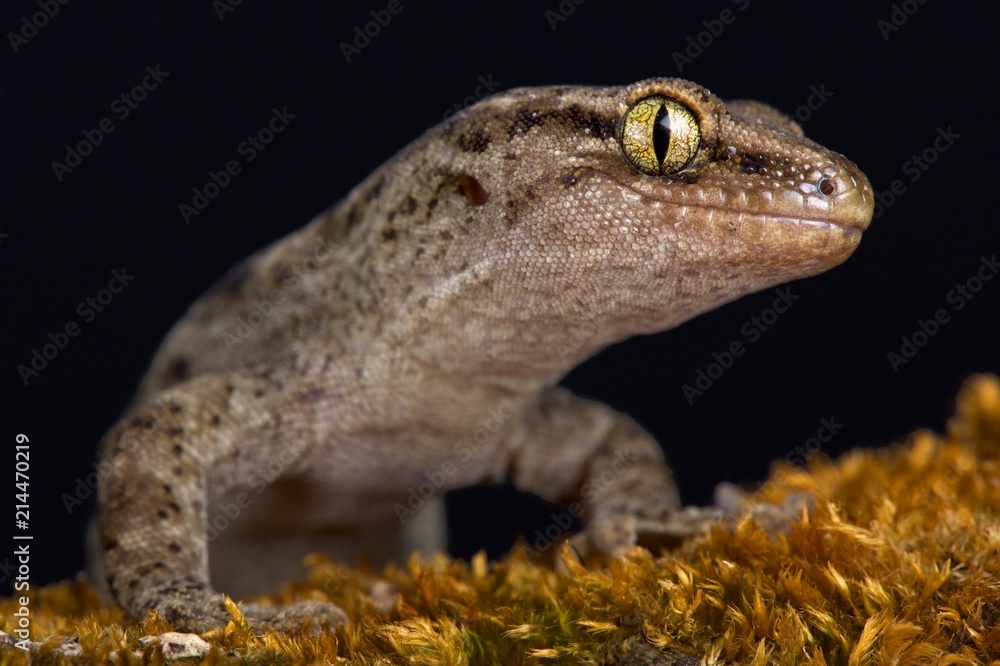Naklejka premium Canterbury gecko (Woodworthia brunneus) small form