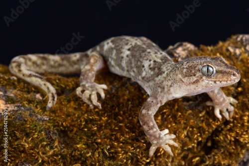 Southern Alps gecko (Woodworthia sp.)