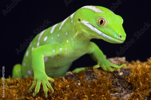 Northland green gecko (Naultinus grayii )