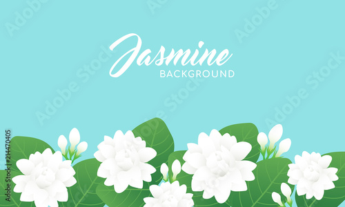 Jasmine flower background vector illustration. Jasmine is known as the symbol of Mother's Day in Thailand.