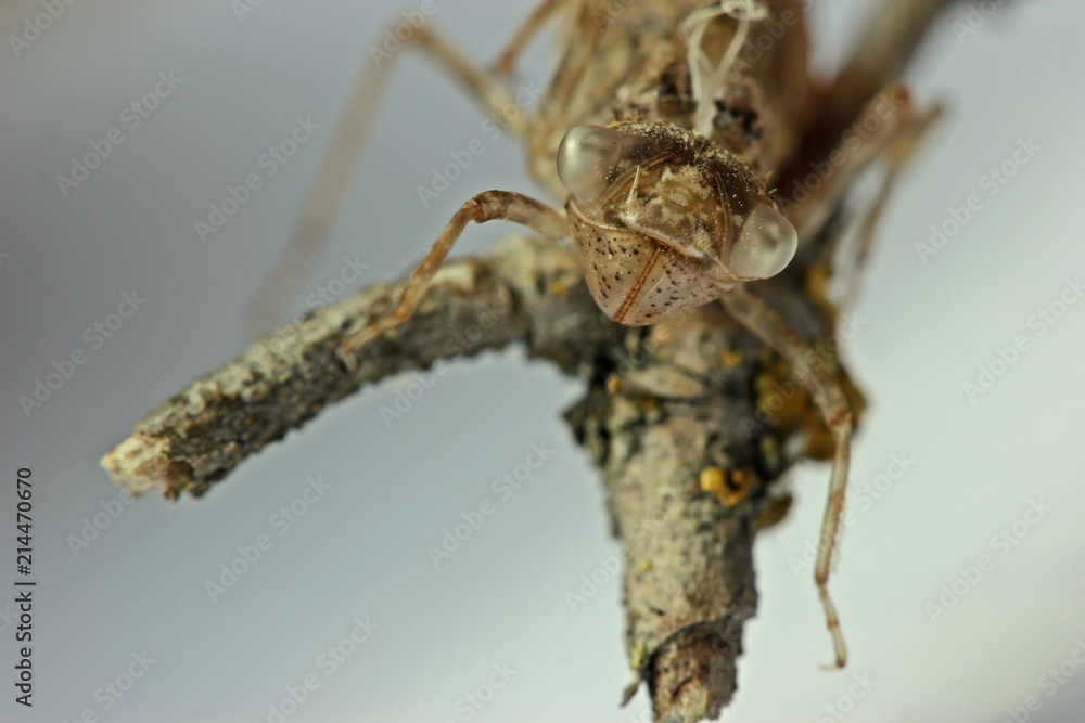 Exuvie einer Heidelibelle (Sympetrum)
Exuvie einer Heidelibelle (Sympetrum)