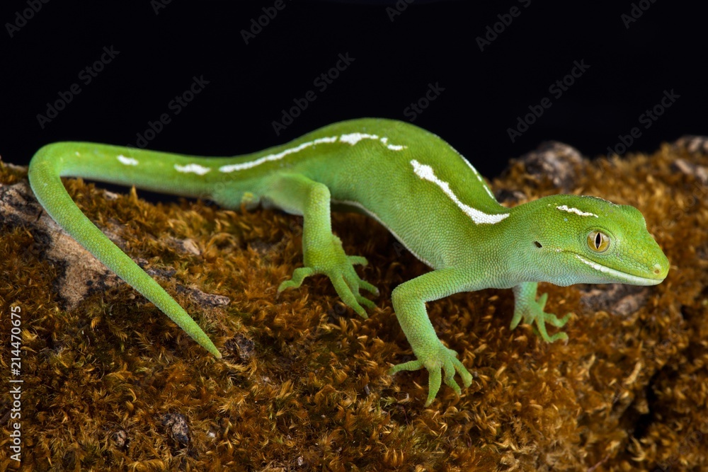 Naklejka premium Auckland green gecko (Naultinus elegans)