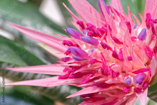 Bromeliad, the tropical colorful flower