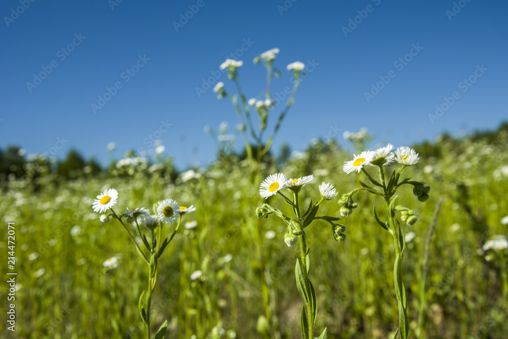 Daisy fleabane flowers on a meadow