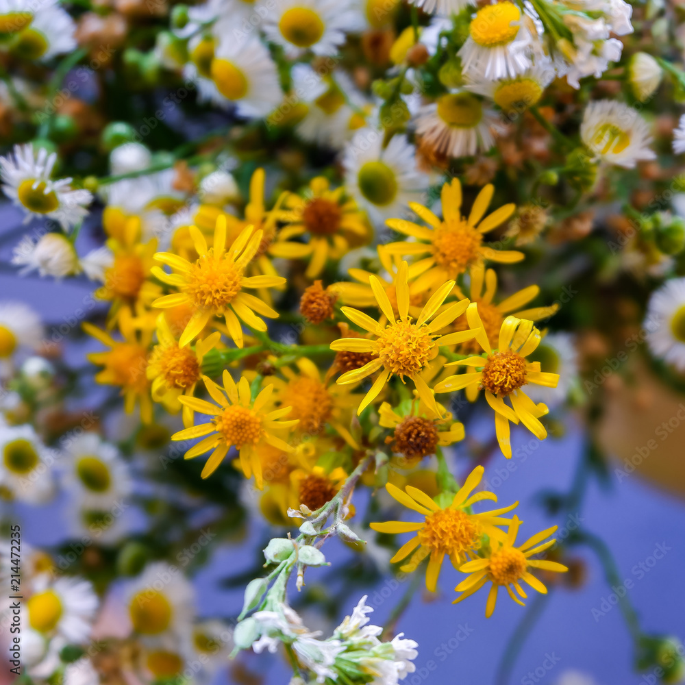 Wilde Wiesenblumen als Strauß in einer Vase Wilde Wiesenblumen als Strauß in einer Vase
