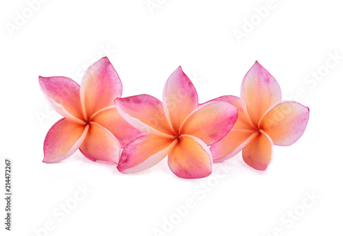 frangipani flower isolated on white background