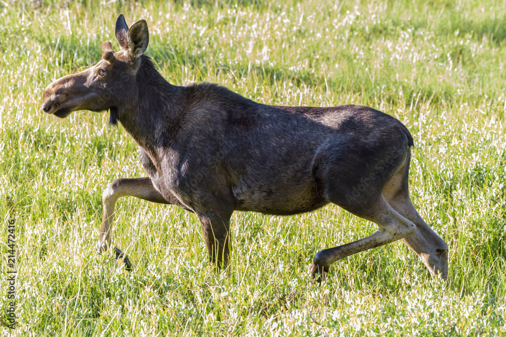 Trotting Moose. Shiras Moose in the Rocky Mountains of Colorado Trotting Moose. Shiras Moose in the Rocky Mountains of Colorado
