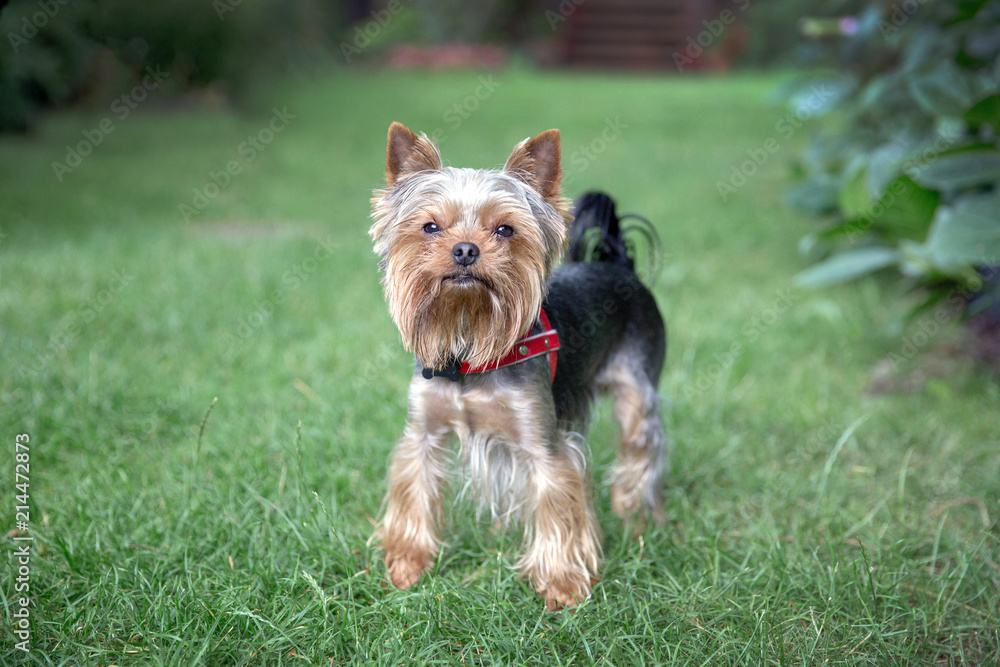 Cute yorkshire terrier