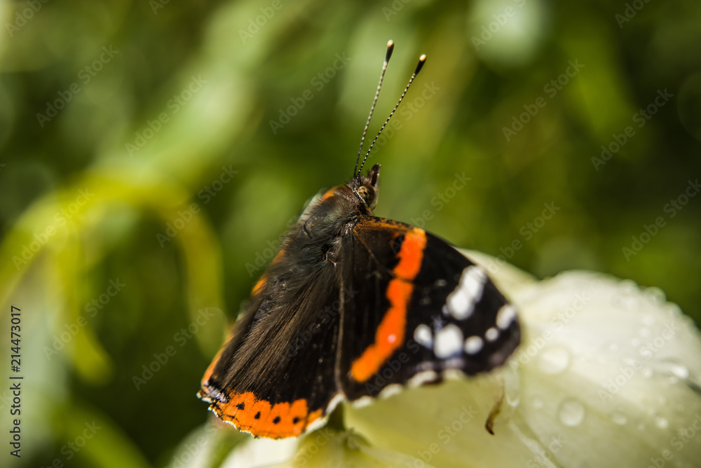 Obraz premium Sitting red admiral butterfly - closeup