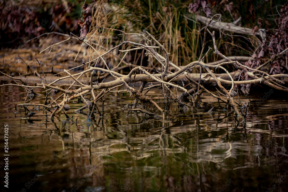 Tree Branches Reflecting on a Lake Tree Branches Reflecting on a Lake