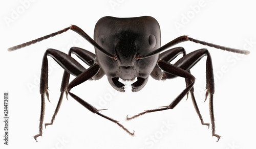 Big black ants