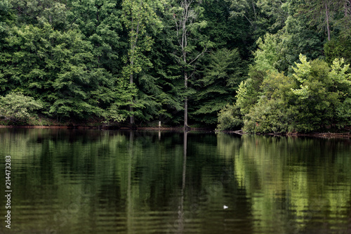 Trees Reflecting on a Lake