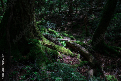 苔むす森 © ikehara
