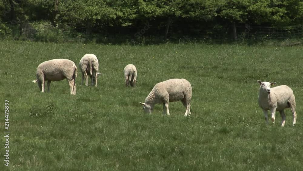 A couple of white sheep grazing on the grass in the sun. A couple of white sheep grazing on the grass in the sun.